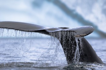 Whale_tail