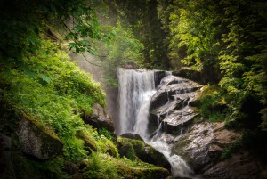 Durch den Urwald